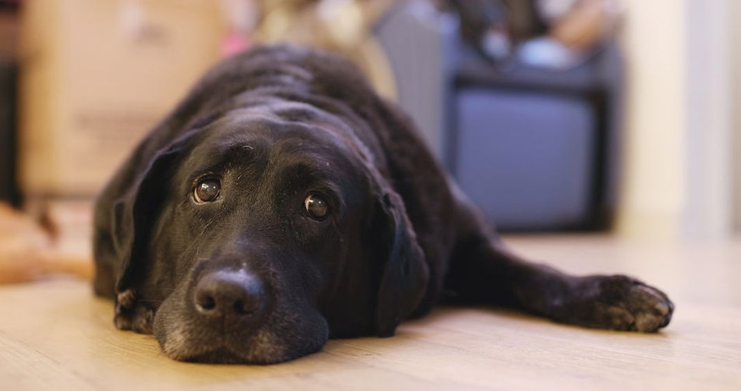 black lab