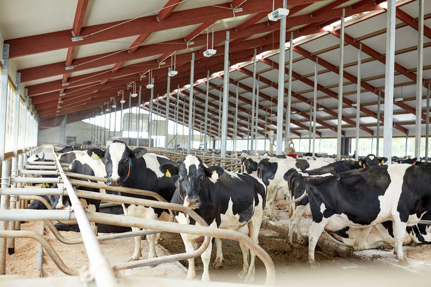 Image for Are Sand or Composted Bedding Cubicles Suitable Alternatives to Rubber Matting for Housing Dairy Cows?