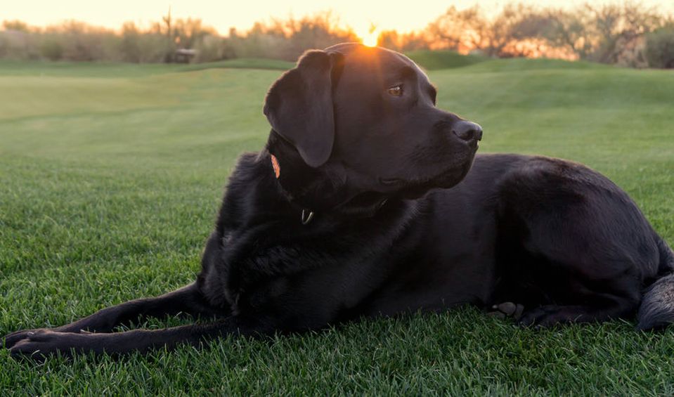 black lab