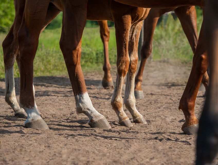 Castillo equine tendon