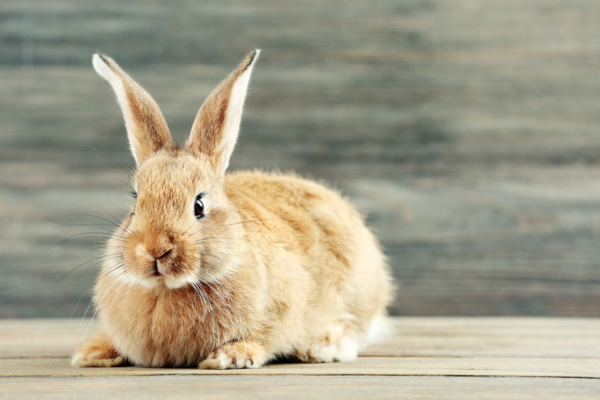 Image for In Solitary Rabbits, Does the Presence or Absence of a Mirror Affect Stress, Fear and Anxiety?