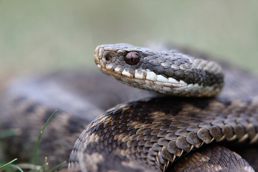 European adder