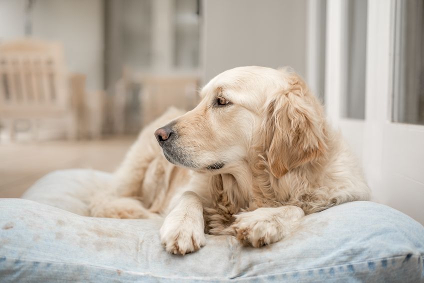 labrador, cruciate