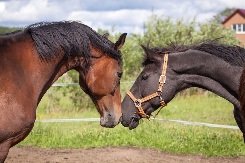 Horses nuzzling