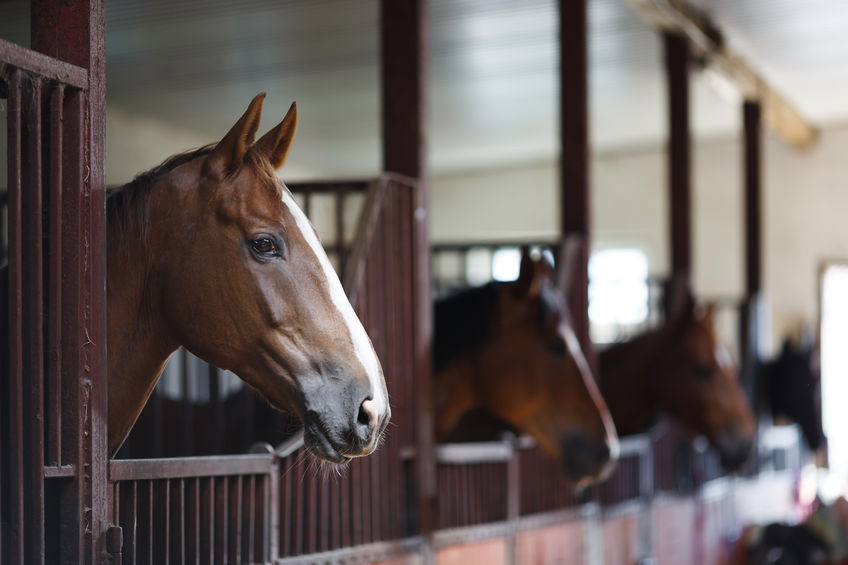 horses in stables