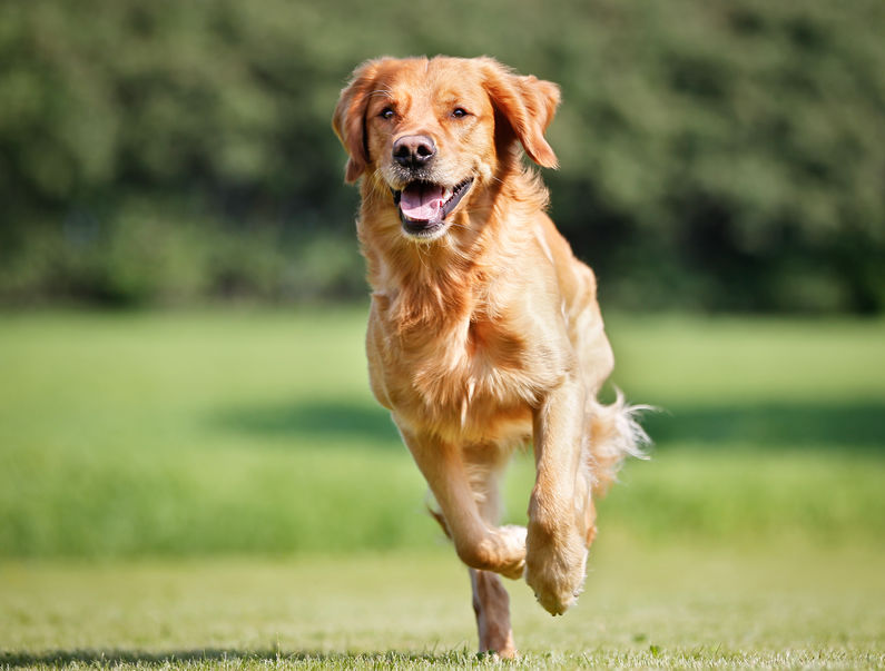 Golden retriever running