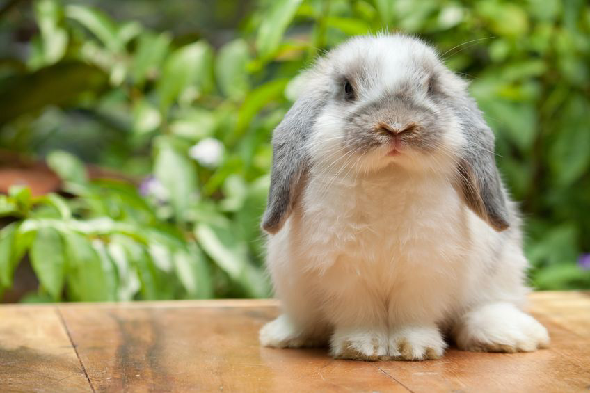 lop eared rabbit