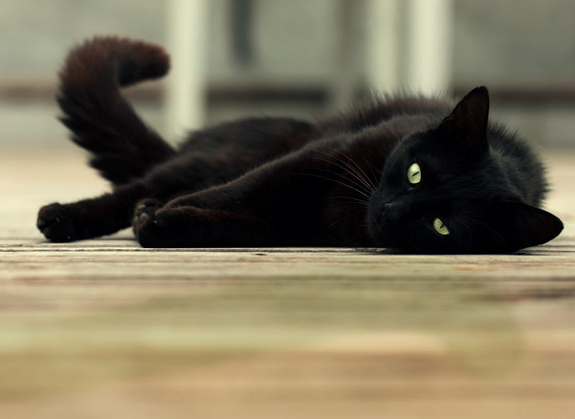 black cat lying on wooden floor