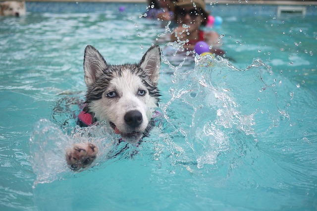 physical therapy dog