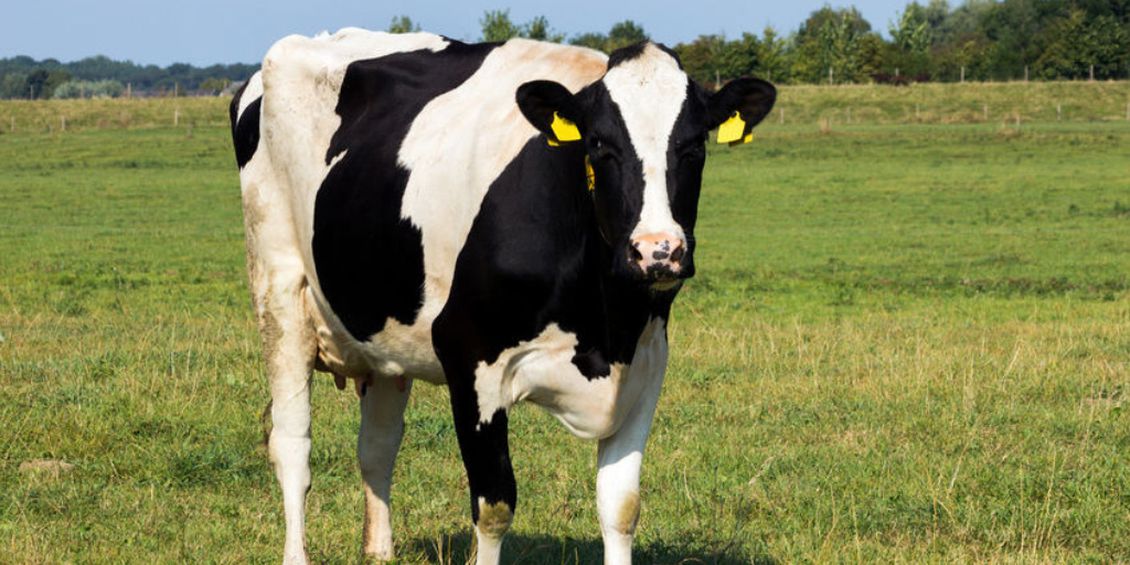 Dairy cow