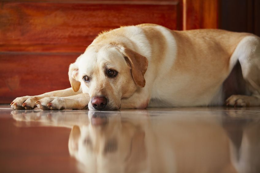 dog lying down