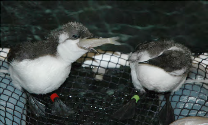 Image for Net-bottom Cage Inserts for Water Bird Casualties