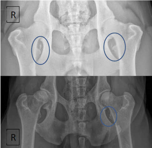 Image for Clinical Evaluation of Iliopsoas Strain with Findings from Diagnostic Musculoskeletal Ultrasound in Agility Performance Canines – 73 Cases