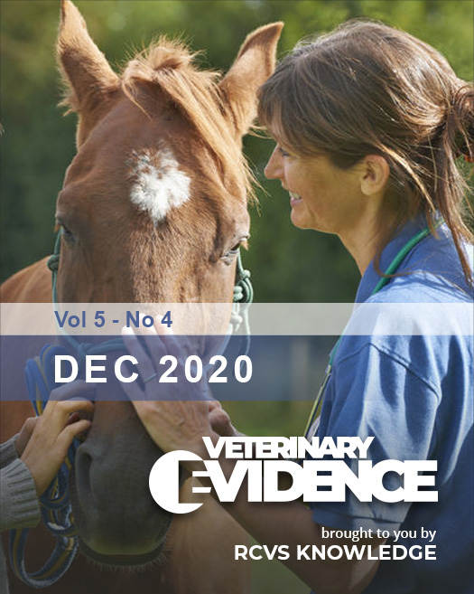 Equine vet examining a horse